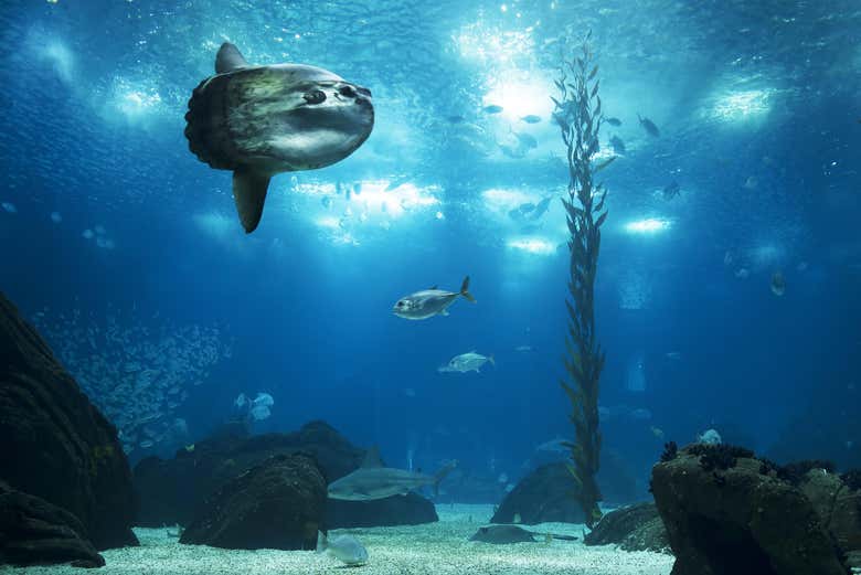 Pesce luna