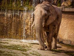 Elefante nello zoo di Lisbona