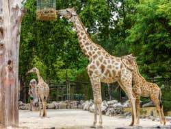 Nello zoo di Lisbona
